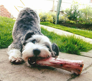 The Dental Health Benefits of feeding your dog raw bones